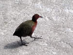 Aldabra rail (Dryolimnas cuvieri aldabranus)