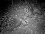 Malayan porcupine (Hystrix brachyura)