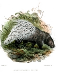 Malayan porcupine (Hystrix brachyura)