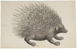 Malayan porcupine (Hystrix brachyura)