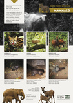 ...Aonyx cinerea), Malayan porcupine (Hystrix brachyura), Asiatic elephant (Elephas maximus), India...