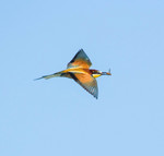 European bee-eater (Merops apiaster)