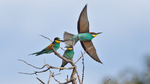 European bee-eater (Merops apiaster)