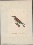 European bee-eater (Merops apiaster)