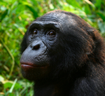 bonobo (Pan paniscus)