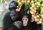 common chimpanzee (Pan troglodytes)