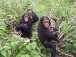 common chimpanzee (Pan troglodytes)