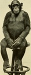 common chimpanzee (Pan troglodytes)