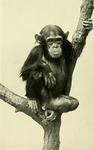 common chimpanzee (Pan troglodytes)