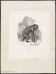 common chimpanzee (Pan troglodytes)