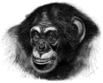 common chimpanzee (Pan troglodytes)