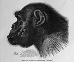 common chimpanzee (Pan troglodytes)