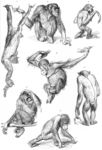 ...n (Hylobates agilis), Bornean orangutan (Pongo pygmaeus)