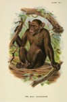 common chimpanzee (Pan troglodytes)