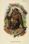 common chimpanzee (Pan troglodytes)