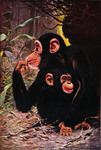 common chimpanzee (Pan troglodytes)