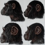 common chimpanzee (Pan troglodytes)