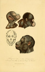 common chimpanzee (Pan troglodytes), Bornean orangutan (Pongo pygmaeus)