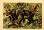 western hoolock gibbon (Hoolock hoolock), common chimpanzee (Pan troglodytes), western gorilla (...