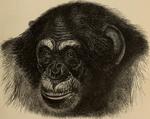 common chimpanzee (Pan troglodytes)