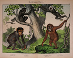 common chimpanzee (Pan troglodytes), Bornean orangutan (Pongo pygmaeus), lar gibbon (Hylobates l...