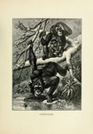 common chimpanzee (Pan troglodytes)