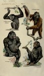 lar gibbon (Hylobates lar), Bornean orangutan (Pongo pygmaeus), western gorilla (Gorilla gorilla...