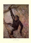 common chimpanzee (Pan troglodytes)