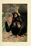 common chimpanzee (Pan troglodytes)