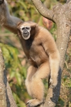 western hoolock gibbon (Hoolock hoolock)