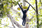 western hoolock gibbon (Hoolock hoolock)