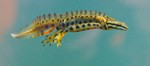 smooth newt (Lissotriton vulgaris)