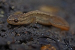 smooth newt (Lissotriton vulgaris)