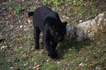 Black Panther - jaguar (Panthera onca)