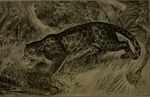 jaguar (Panthera onca)