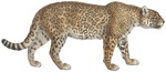 jaguar (Panthera onca)