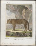 jaguar (Panthera onca)