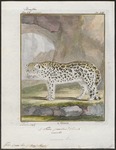 jaguar (Panthera onca)