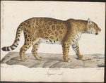 jaguar (Panthera onca)