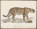 jaguar (Panthera onca)