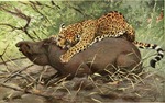 jaguar (Panthera onca)