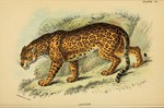 jaguar (Panthera onca)