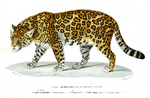 jaguar (Panthera onca)