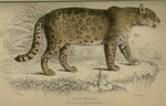 jaguar (Panthera onca)