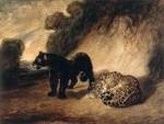 jaguar (Panthera onca)