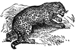 jaguar (Panthera onca)