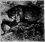 jaguar (Panthera onca)