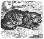 jaguar (Panthera onca)