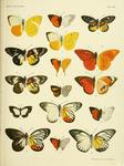 The butterflies of the Malay Peninsula: orange albatross (Appias nero) etc.