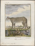 cougar (Puma concolor)